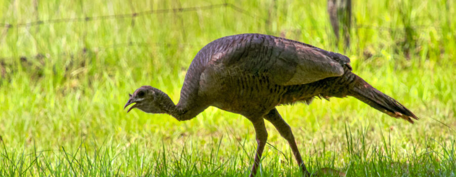 A hen turkey wanders along a rural fence line picking grubs and grasshoppers out of the green, green grass.