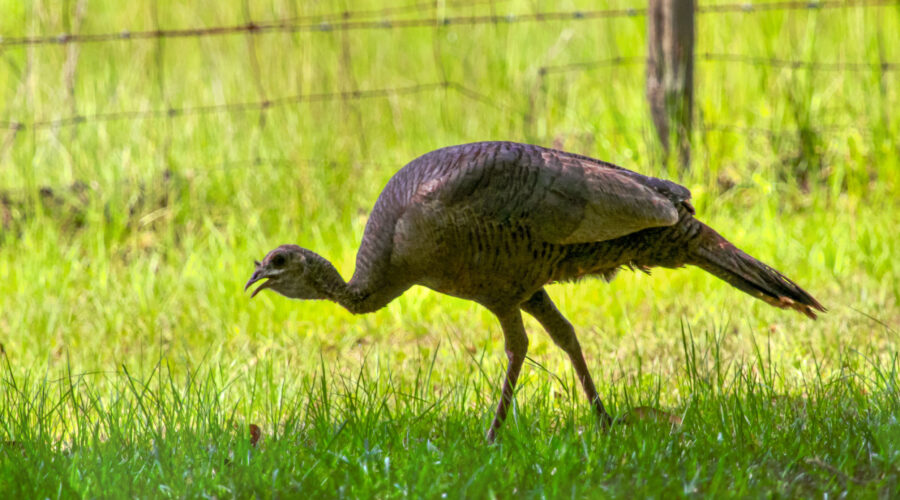 A hen turkey wanders along a rural fence line picking grubs and grasshoppers out of the green, green grass.