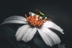 A metallic green sweat bee lands on a blackjack flower while foraging for nectar and pollen.