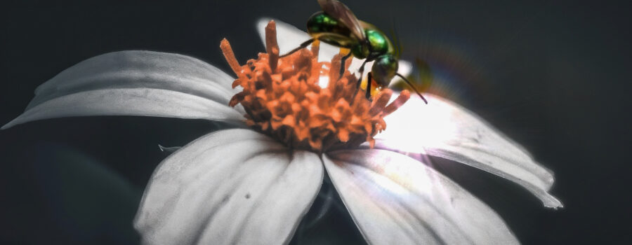 A metallic green sweat bee lands on a blackjack flower while foraging for nectar and pollen.