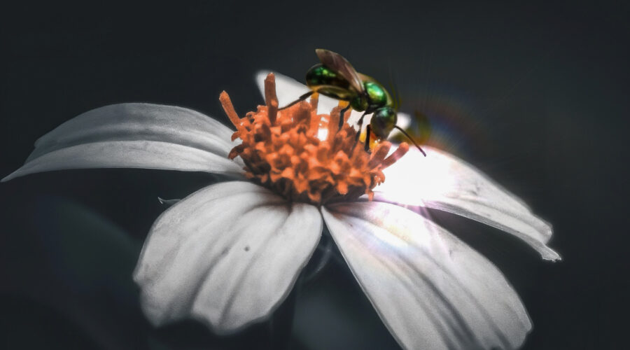 A metallic green sweat bee lands on a blackjack flower while foraging for nectar and pollen.