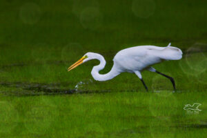 A great egret carefully watches the waters in an endless search for fish.
