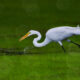 Watching Great Egrets Fish Will Never Get Old