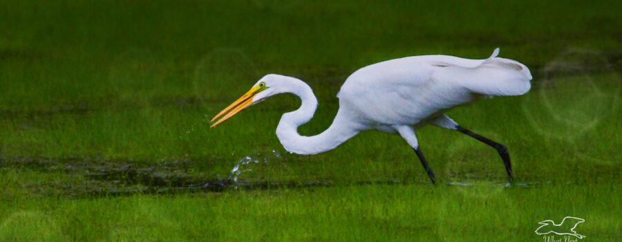 A great egret carefully watches the waters in an endless search for fish.