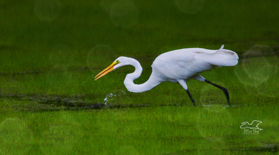 A great egret carefully watches the waters in an endless search for fish.