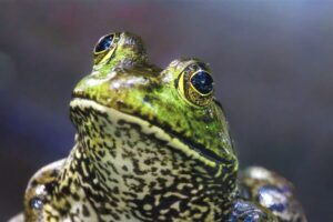 An American bullfrog poses for a photo with a quizzical head tilt.