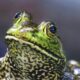 I Really Love My Handsome American Bullfrog