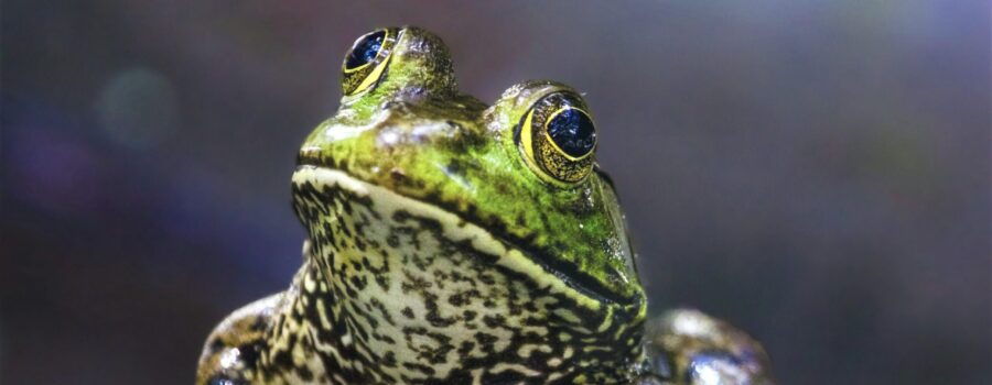 An American bullfrog poses for a photo with a quizzical head tilt.