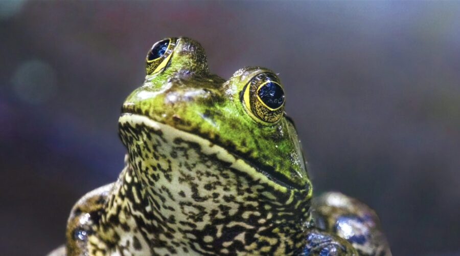 An American bullfrog poses for a photo with a quizzical head tilt.