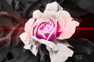 A black and white rose flower with just a touch of pink color and some pink illumination appears to be blushing.