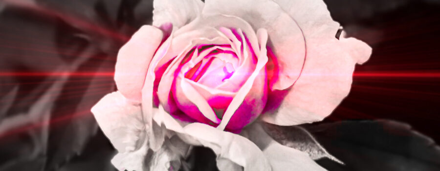 A black and white rose flower with just a touch of pink color and some pink illumination appears to be blushing.