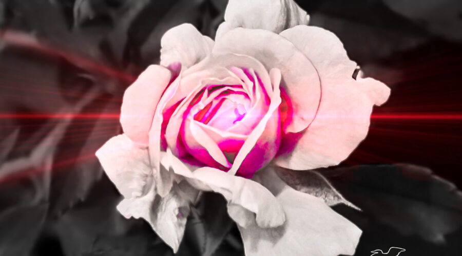 A black and white rose flower with just a touch of pink color and some pink illumination appears to be blushing.