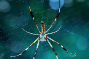 A banana spider hangs in its web awaiting the movement of prey as it enters the web.