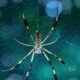 Banana Spiders are Beautiful and Great at Catching Insects