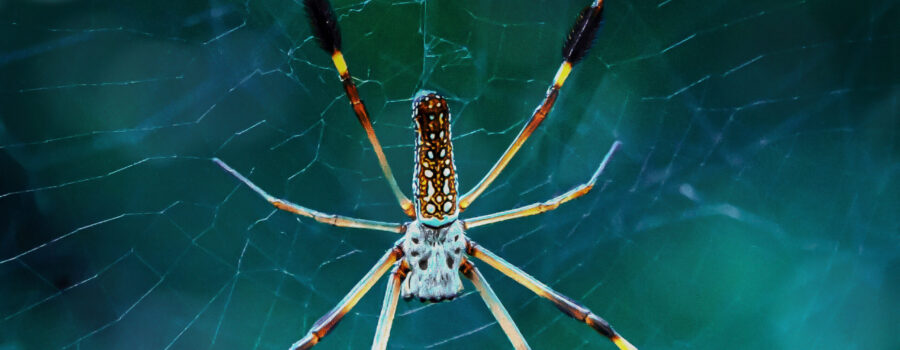 A banana spider hangs in its web awaiting the movement of prey as it enters the web.