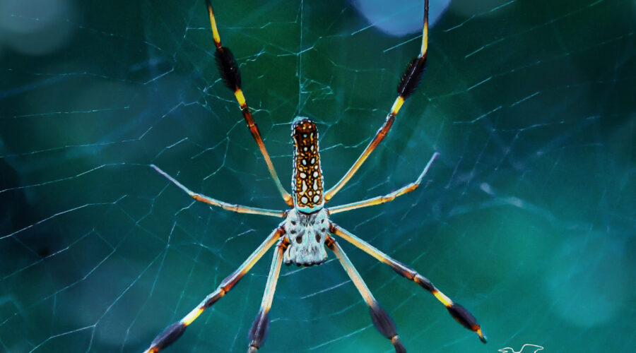 A banana spider hangs in its web awaiting the movement of prey as it enters the web.