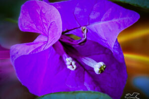 A closeup photo of a paperflower shows the details of the thin purple petals and the white pistils.