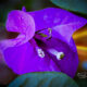 The Paperflower is a Beautiful Type of Bougainvillea