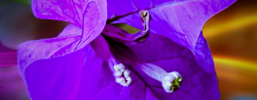 A closeup photo of a paperflower shows the details of the thin purple petals and the white pistils.