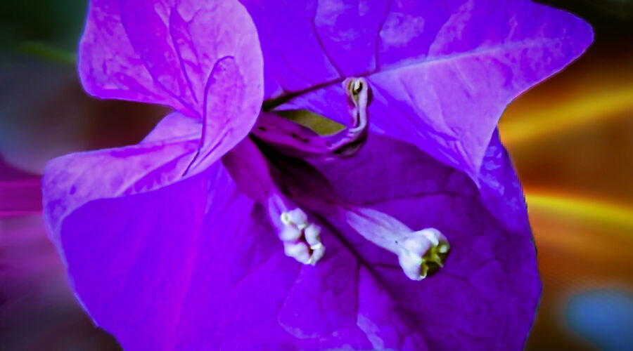 A closeup photo of a paperflower shows the details of the thin purple petals and the white pistils.
