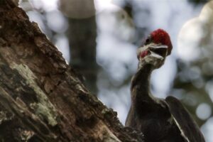 A pileated woodpecker gives a goofy smile for the camera.