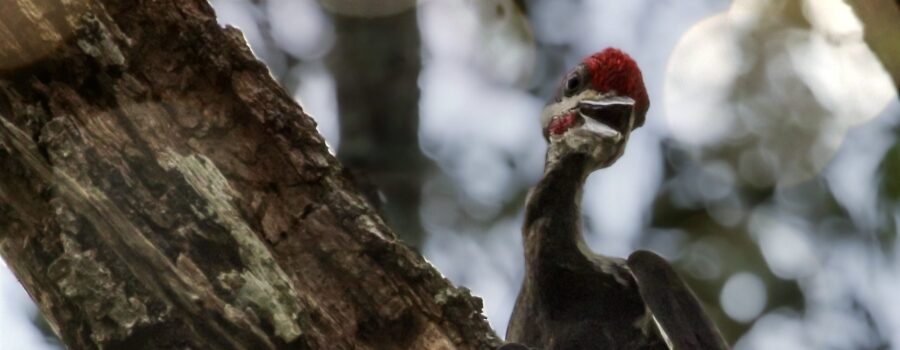 A pileated woodpecker gives a goofy smile for the camera.