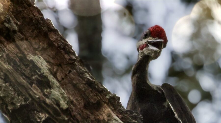 A pileated woodpecker gives a goofy smile for the camera.