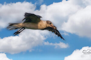 A young laughing gull flies off confidently after capturing a large insect in mid air.
