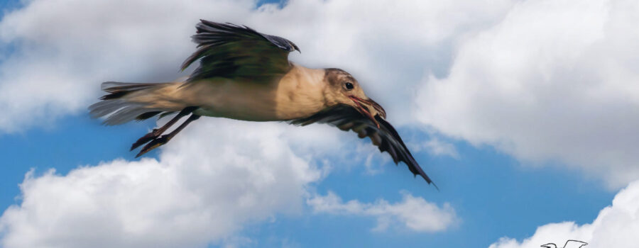 A young laughing gull flies off confidently after capturing a large insect in mid air.