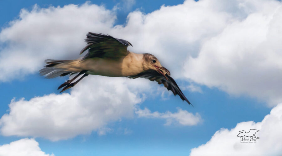 A young laughing gull flies off confidently after capturing a large insect in mid air.
