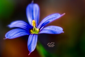 Blue-eyed grass is a small summer grass that produces beautiful blue flowers.