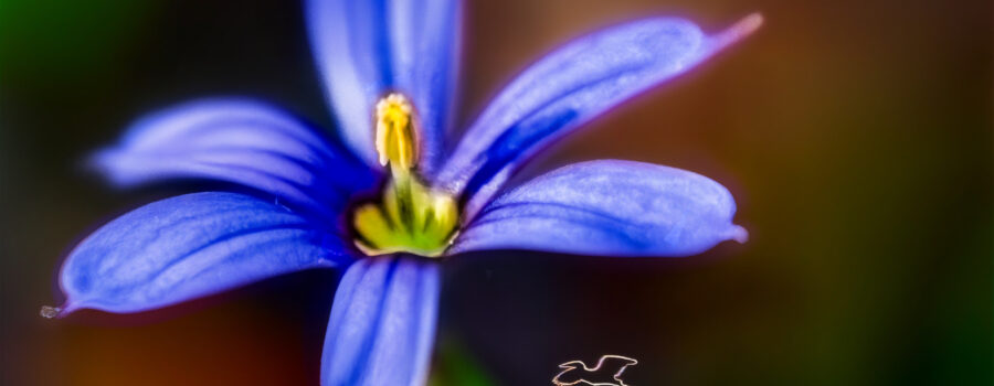 Blue-eyed grass is a small summer grass that produces beautiful blue flowers.