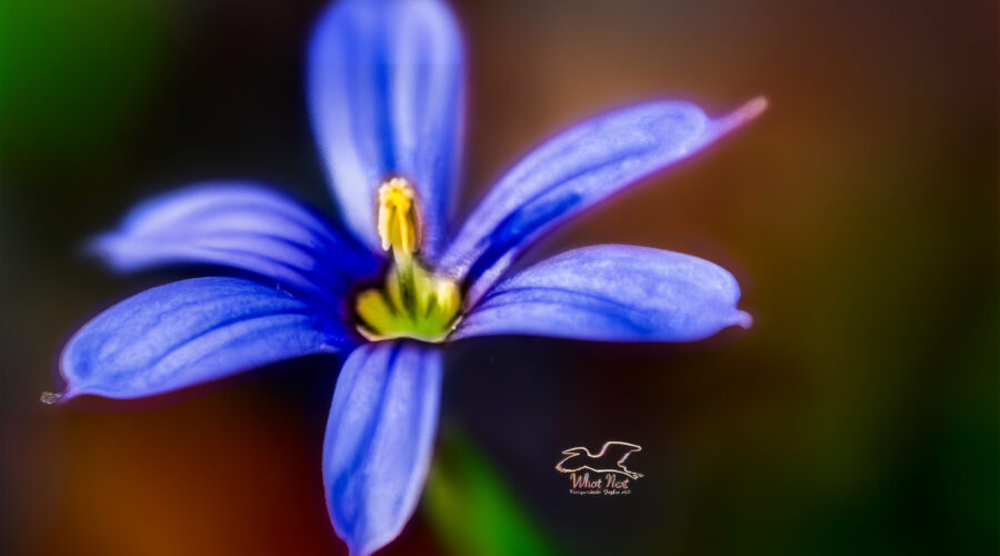 Blue-eyed grass is a small summer grass that produces beautiful blue flowers.