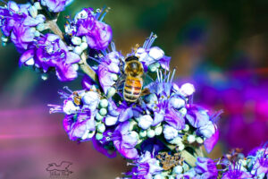 A honey bee feeds on nectar and pollen from the beautiful purple flowers of a chaste tree.