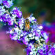 Honey Bees are One of Many Pollinators That Love Chaste Flowers