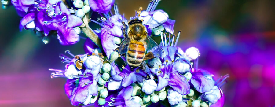 A honey bee feeds on nectar and pollen from the beautiful purple flowers of a chaste tree.