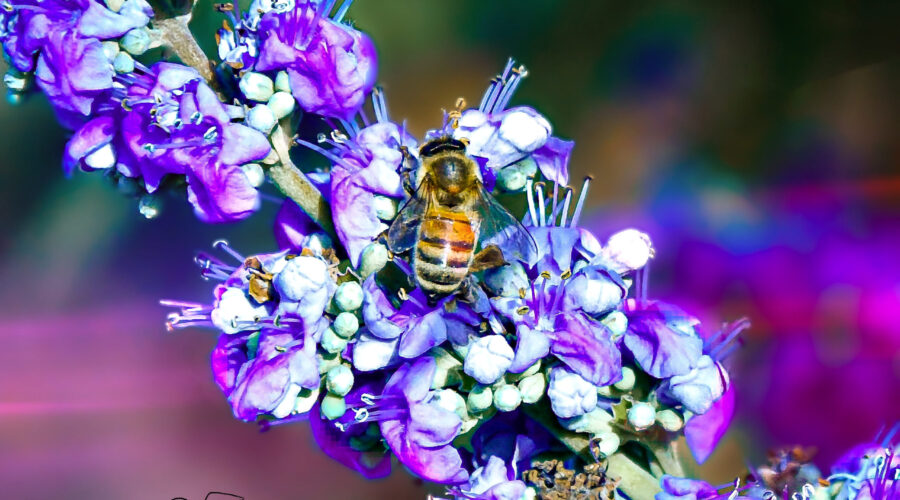 A honey bee feeds on nectar and pollen from the beautiful purple flowers of a chaste tree.