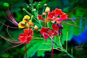 A bunch of peacock flowers hangs over a pond filled with lily pads.