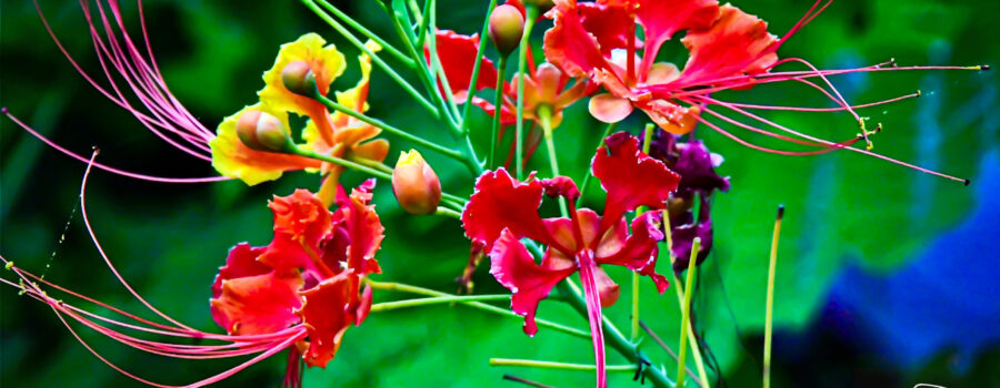 A bunch of peacock flowers hangs over a pond filled with lily pads.