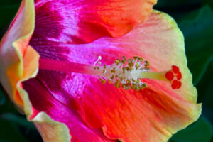 A fancy hibiscus flower shows loads of vibrant reds, pinks, oranges, and yellows in its delicately folded petals.