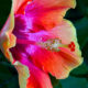 Some Hibiscus Flowers are Wildly Colorful and Beautiful