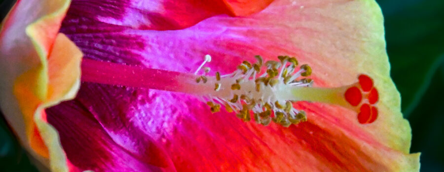 A fancy hibiscus flower shows loads of vibrant reds, pinks, oranges, and yellows in its delicately folded petals.