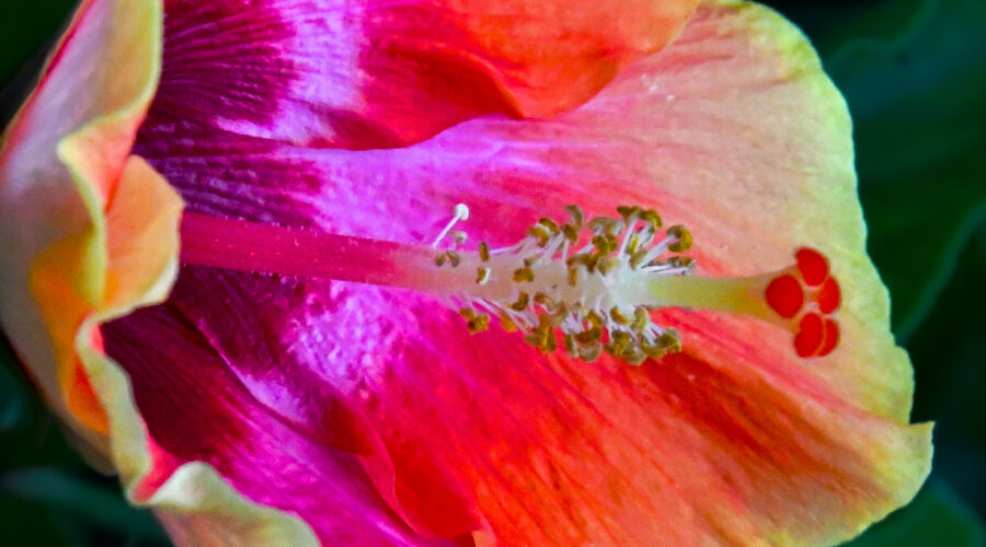 A fancy hibiscus flower shows loads of vibrant reds, pinks, oranges, and yellows in its delicately folded petals.