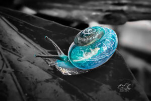 A freshwater snail enjoys fresh water on a leaf just after a rain.