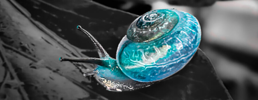 A freshwater snail enjoys fresh water on a leaf just after a rain.