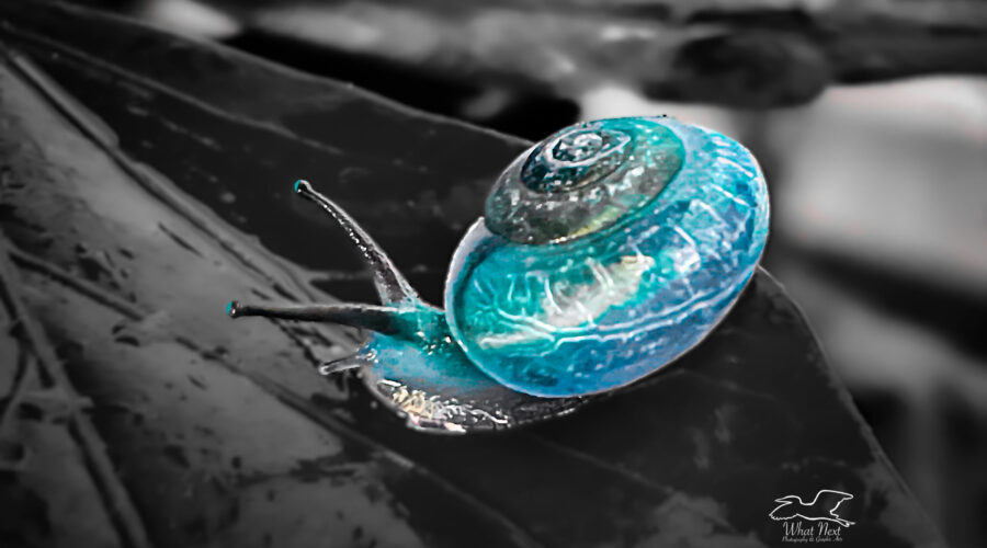 A freshwater snail enjoys fresh water on a leaf just after a rain.