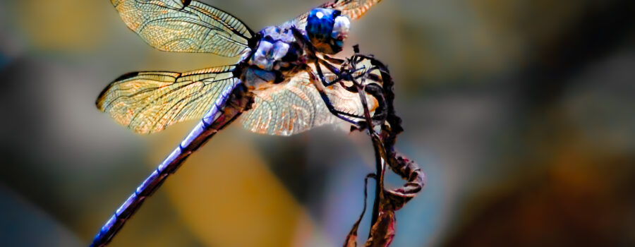 A blue dasher dragonfly waits patiently on a pokeberry twig as it watches for flying insects.