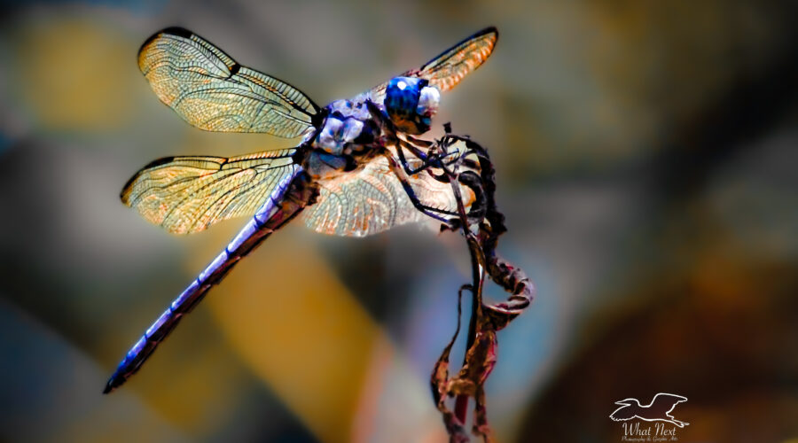 A blue dasher dragonfly waits patiently on a pokeberry twig as it watches for flying insects.