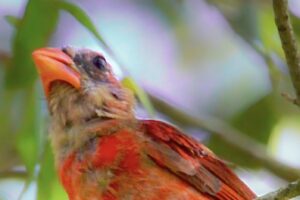 One of my fledgling cardinals is molting into his adult plumage, and now it’s very clear that he is a male based on his new bright red feathers.