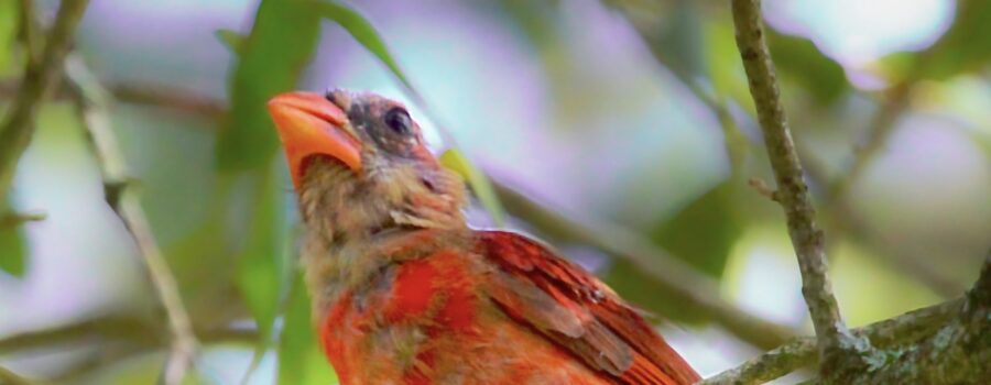 One of my fledgling cardinals is molting into his adult plumage, and now it’s very clear that he is a male based on his new bright red feathers.